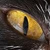 Lis